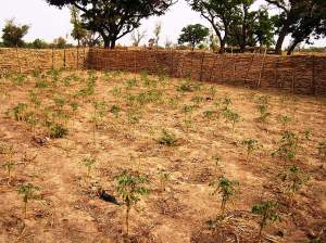 A dry season casava patch proteced from goats